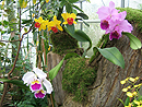 Chemnitz Botanischer Garten: Orchideenschau 2009