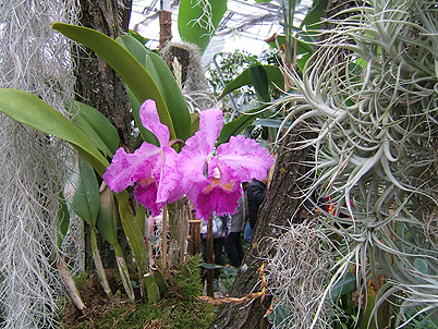 Chemnitz Botanischer Garten Orchideenschau 2009