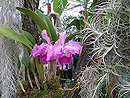Chemnitz Botanischer Garten Orchideenschau 2009